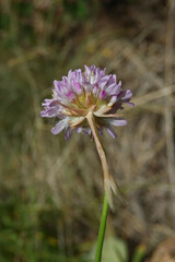 Armeria arenaria