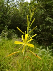 Asphodeline liburnica