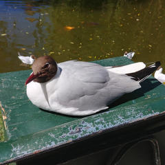 Chroicocephalus ridibundus