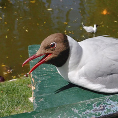 Chroicocephalus ridibundus