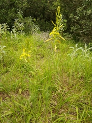 Asphodeline liburnica