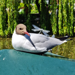 Chroicocephalus ridibundus