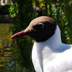 Chroicocephalus ridibundus