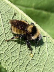 Bombus borealis