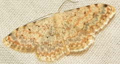 Scopula rufomixtaria