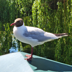 Chroicocephalus ridibundus