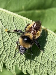 Bombus borealis