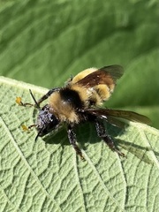 Bombus borealis