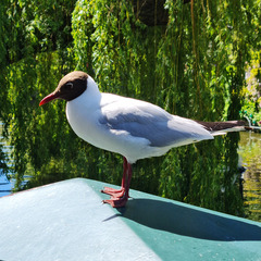 Chroicocephalus ridibundus