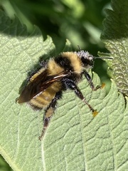 Bombus borealis