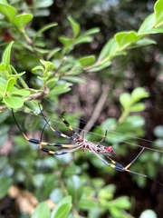 Trichonephila clavipes