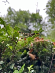 Trichonephila clavipes