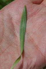 Armeria arenaria