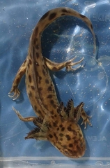 Ambystoma taylori