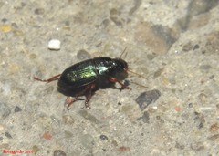 Harpalus