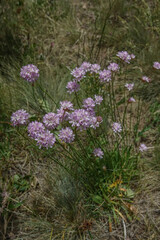 Armeria arenaria