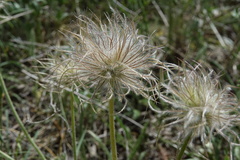 Pulsatilla halleri