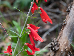 Penstemon barbatus torreyi