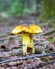 Neoboletus pseudosulphureus