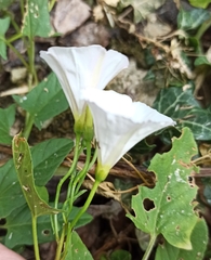 Convolvulus arvensis