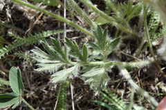 Pulsatilla halleri