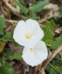 Convolvulus arvensis