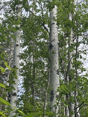 Populus tremuloides