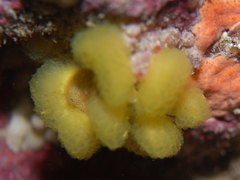 Distaplia