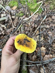 Neoboletus pseudosulphureus