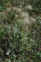 Pulsatilla halleri