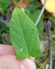 Convolvulus arvensis