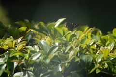 Urbanus proteus