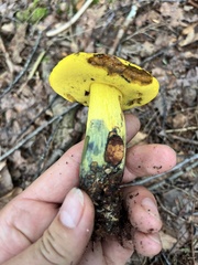 Neoboletus pseudosulphureus