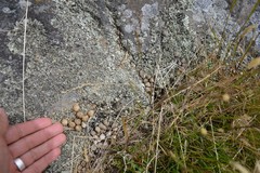 Oryctolagus cuniculus cuniculus