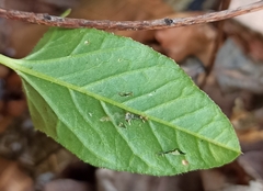 Convolvulus arvensis