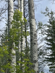 Populus tremuloides