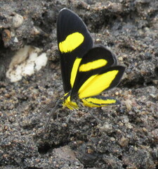 Cyllopoda jatropharia