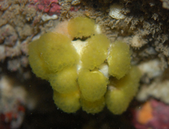Distaplia