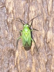 Lygocoris
