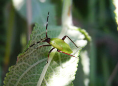 Adelphocoris vandalicus