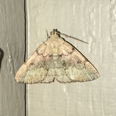 Zanclognatha dentata