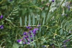 Vicia onobrychioides