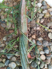 Aloe suprafoliata