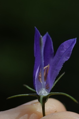 Campanula martinii