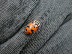 Hippodamia septemmaculata