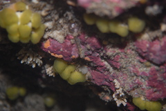 Distaplia