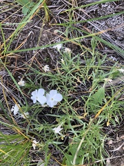 Phlox multiflora