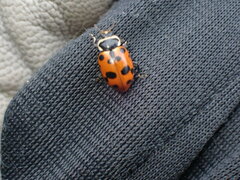 Hippodamia septemmaculata