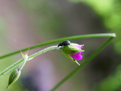 Otiorhynchus pinastri