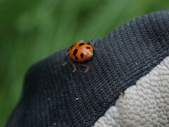 Hippodamia septemmaculata